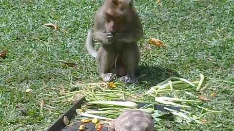 Monkeys steal turtle food