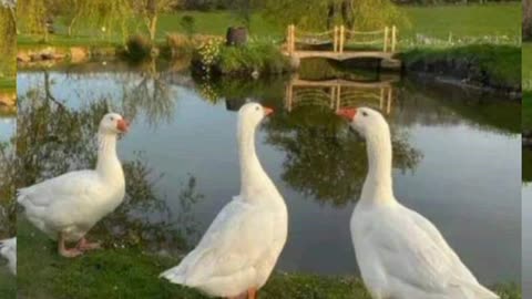 Beautiful environment with beautiful birds 💖