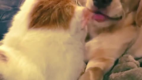 A cute dog is licking of the beautiful cat's ear