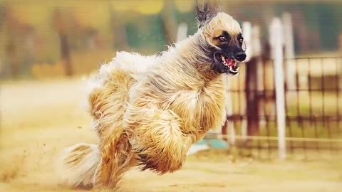 These Dogs Can Run Faster Than Usain Bolt