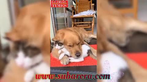 Funny Dog and catVideo Compilation | Funny Pet Videos