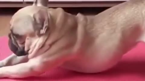 best yoga dog
