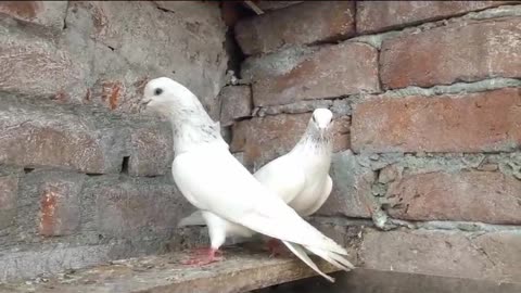 Beautiful pigeon moti waly best flying pigeons
