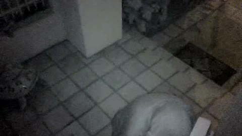 Package Thief Returns Special Gift