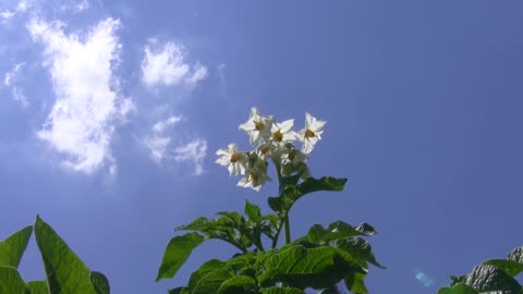 Beautiful potato flowers under blue sky and white clouds