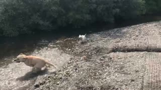 Westie and labrador