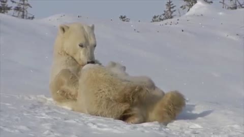 Two adorable newborn polar bear cubs play with their mother