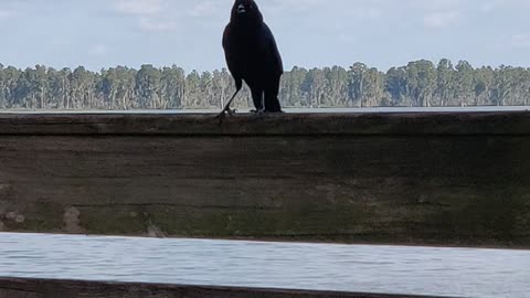 Chatty Grackle