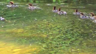 Goosander chicks and the mother / little goosanders at the river.