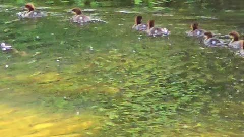 Goosander chicks and the mother / little goosanders at the river.