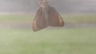 2020 Cute AF Bunny Moth