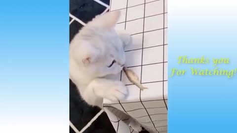 Amazing and funny cat