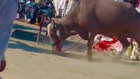 Buffelu funny video