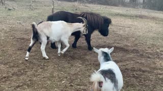 Mini Horse Licorice rolling 01.2021