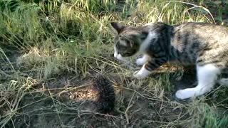 Curious Kitten Meets A Baby Hedgehog
