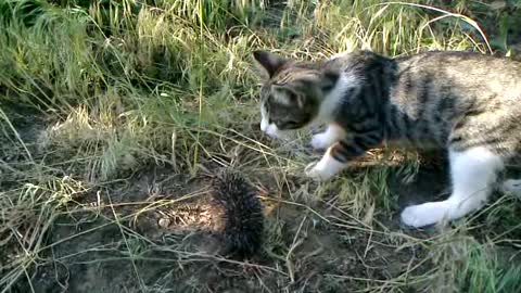 Curious Kitten Meets A Baby Hedgehog