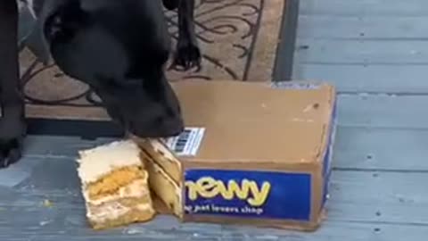 My Dog Takeaway my Chewt Box