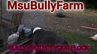 American Msu Bully Farm