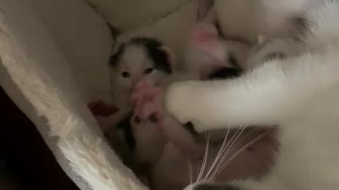 Kittens fighting