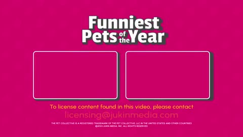 The FUNNIEST Pet Videos of 2023b BEST Compilation