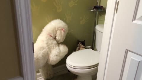 Poodle desperately wants to play with cat friend