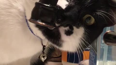 Black and white cat licking water out of black faucet