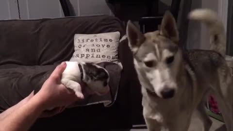 Husky Likes His New Small Pigy Friend