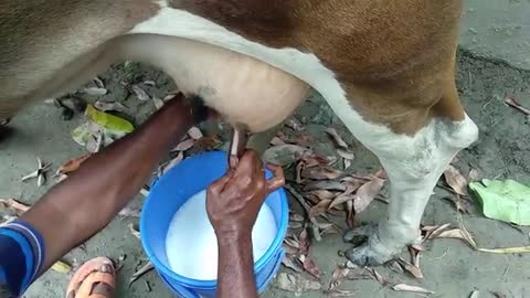 How To Milk Cow (10 Liter) By Hand By a Village Man | Traditional Way To Milk Cow | Milking Big Cow
