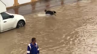 Dog Makes the Most out of Flooded Street