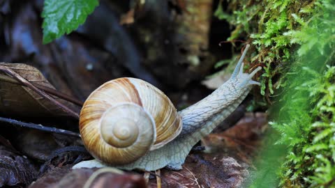 Snail Shell Sneak Creeping Animal