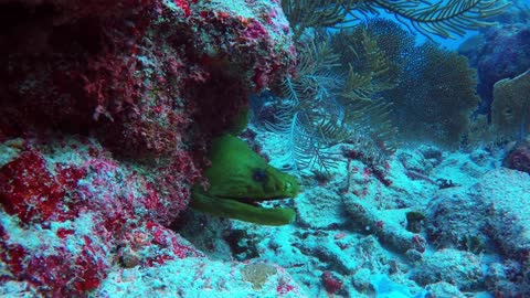Divers feed moray eel scraps of lion fish for important reason