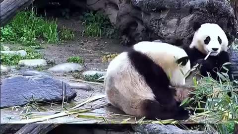 Two giant pandas are playing