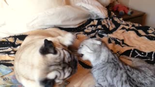 Pug and cat caught wrestling on the bed