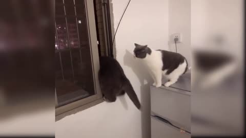 Funny cats, laugh challenge