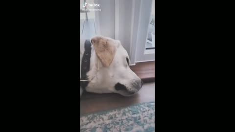 Lazy Dog Sleeping Near The Door, And Ends Up Waking Up - Tiktok Dogs (Funny Animals #352)