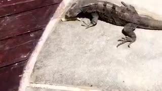 Girl throws a french fry to lizard