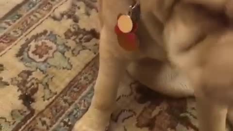 Blonde dog on carpet chews eats cashews