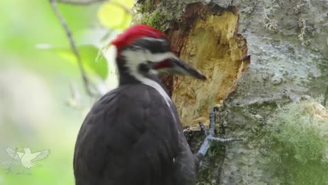 Pileated woodpecker