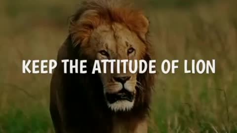 Keep the attitude of lion