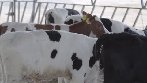 Close up cow feeding on milk farm. Cow on dairy farm eating hay