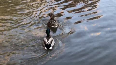 Ducks Water Park Bird Lake Reflection Waterfowl