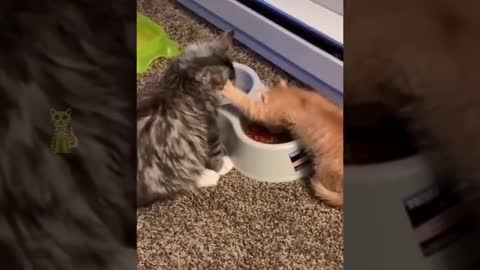 the funniest kittens on the internet 2021]