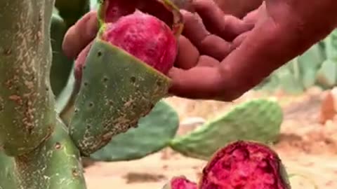 Cactus fruit satisfying #farming #harvesting #