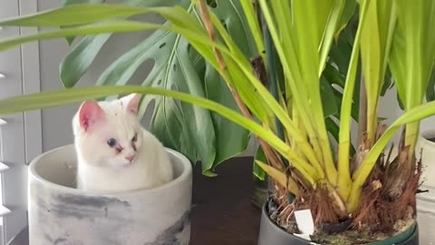 Cat Sprouts From Plant Pot