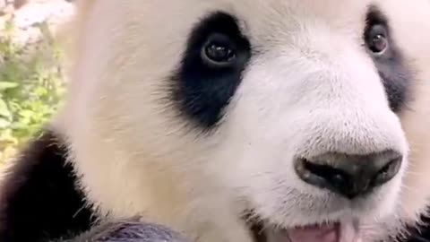 Among many animals, I think pandas are especially cute