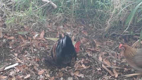 Rooster In Redlands