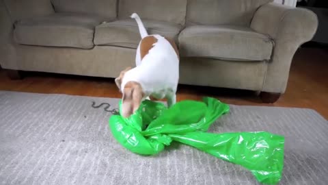 dog pranked with Alien