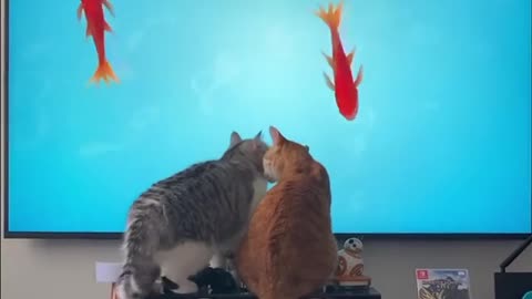 Two cats playing with fish