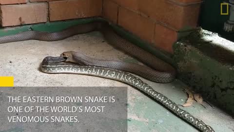Snake eat Snake