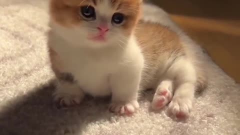 Little Cat | Cute Cat | Funny Cat